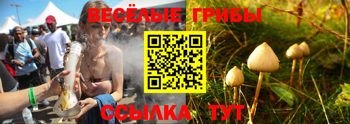 Псилоцибиновые грибы Psilocybine cubensis Сыктывкар